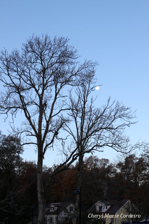 Jonsereds herrgård, moon at dawn.