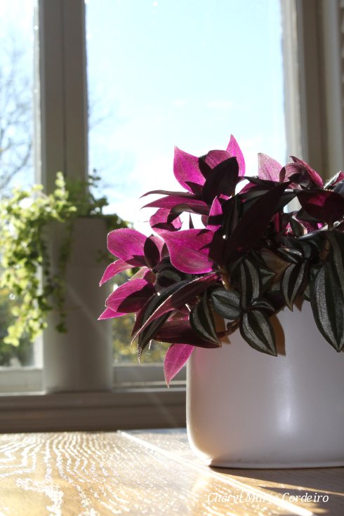 Jonsereds herrgård, pot plant, sunlight.