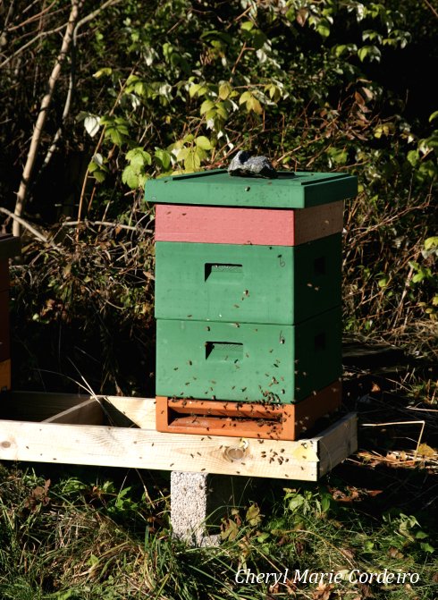 Jonsered nature reserve, bee keeping.