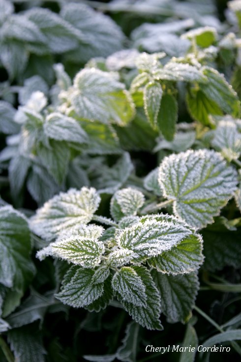 Jonsered nature reserve, frost.